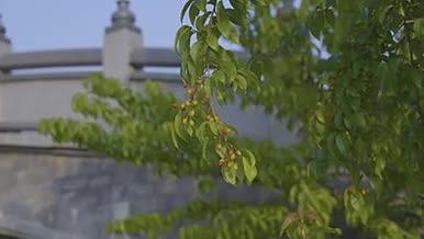 云南春天樱桃成熟果树绿色拍摄视频的预览图